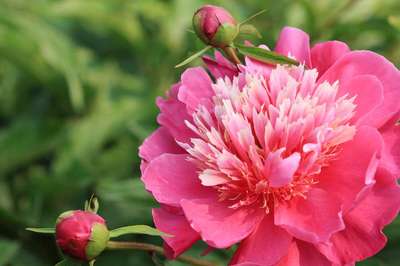 芍藥種植,菏澤眾信苗木種子 種子、種苗 找產(chǎn)品 保定電子商務(wù)門戶網(wǎng)站 保定114網(wǎng) 電子商務(wù) 保定企業(yè)門戶網(wǎng)站 保定網(wǎng)站建設(shè) 企業(yè)用網(wǎng)政府指定單位 幫助所有企業(yè)做成網(wǎng)上的B2B生意